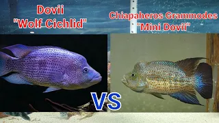 Dovii Wolf Cichlid | Grammodes Mini Dovii, tank mates & differences #dovii