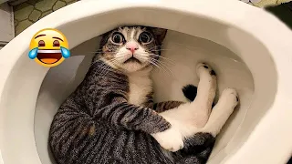 Try Not To Laugh With These Funny Pets 😹😆Funny Animals 2023 😄Hilarious Cats and Dogs Videos🐶😸part 39