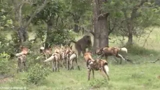 Wild dogs take on a baboon