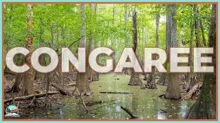 Congaree National Park: The Tallest Forest You've Never Heard Of