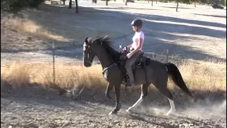 Tennessee walking horse- flat walk, running walk, rack, canter, slow motion