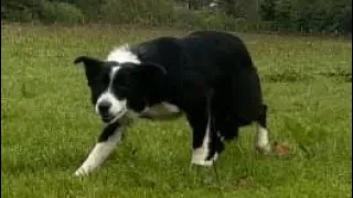 ‘Lot 65: Sam - 15.5.24 - Famers Marts Dolgellau Online Sheepdog Auction’