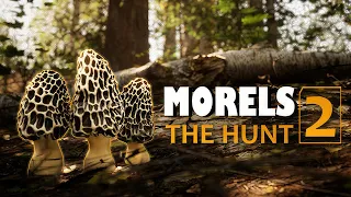 Morels: The Hunt 2 | GamePlay PC