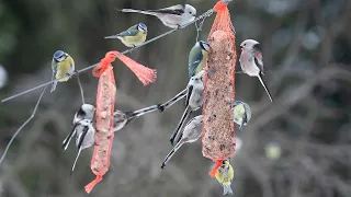 Monia lintuja ruokailemassa