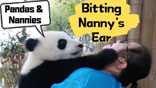 Biting Nanny’s Ear: Pandas’ Way Of Expressing Their Love | iPanda