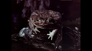 Frogs TV Spot #1 (1972)