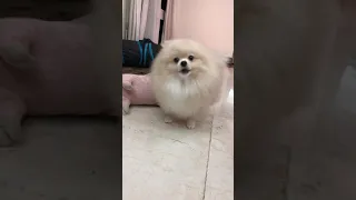 Angry pomeranian