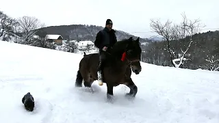 LA STANA DIN VARFUL MUNTELUI A LUI ADORIAN, CAINI CIOBANESTI,OI SI CAI.