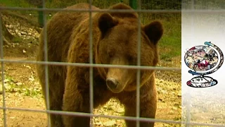 The Brown Bears of Brasov