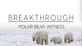 Breakthrough: Polar Bear Witness