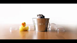 How To Bathe Your Hedgehog (Best Tips) | How To Give Hedgehog a Bath