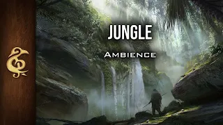 Jungle | Nature Ambience | 1 Hour #dnd