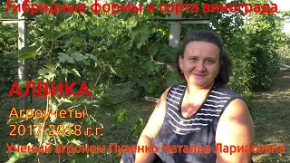 Виноград Алвика, селекция Калугина на участке Пузенко Натальи Лариасовны