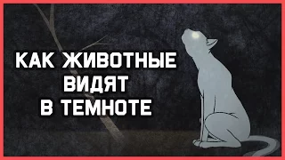 Edu: Как животные видят в темноте