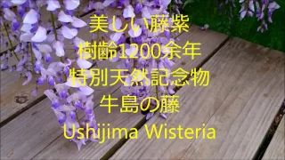 20160430 牛島の藤 Wisteria in Ushijima