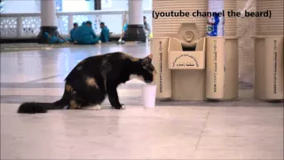 Cat drinking ZamZam water in masjid al Haram