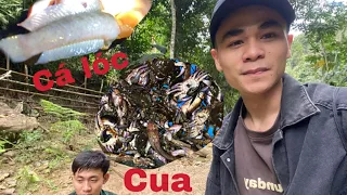 Thú vị với cuộc săn bắt cua và cá lóc ở suối l Nora vlog