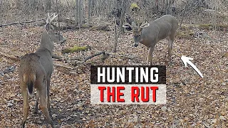 Hunting The Rut