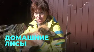 Лису приручили учёные из Академгородка