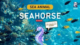 Seahorse Daddies: The Cutest Dudes in the Ocean! | Fun Facts about SEAHORSE! #30