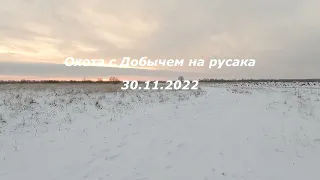 Охота с Добычем на русака  30 11 2022