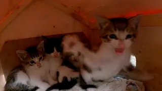 Brave kitten tried to defend her sisters.