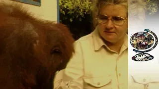 Birute Galdikas - Mother to Orangutans