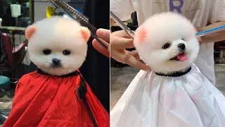 Funny and Cute Dog Pomeranian 😍🐶| Funny Puppy Videos #145