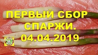 Первый сбор спаржи аржентальской.  04 апреля 2019.