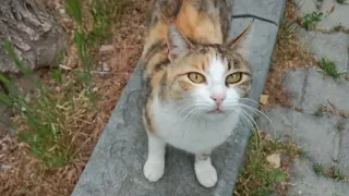 Cute Calico Cat Walked Around Me And Asked Me For Food!😻