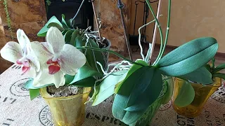 Омоложение орхидеи Фаленопсис. Как и когда это правильно сделать...