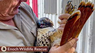 Red Tail Hawk Shows Off After Released Back to the Wild