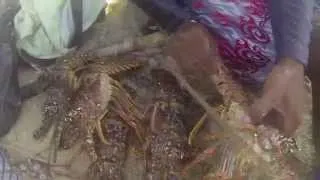 Lobster Diving - Belize