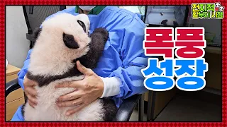 (SUB)  ※Not Doll※ Twin Pandas Are 100 Days Old🐼│Panda World