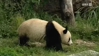 maschek - Die Abschiebung von Fu Long