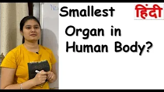 Smallest Organ Of Human Body? | Functions | RajNEET Medical Education | #Shorts