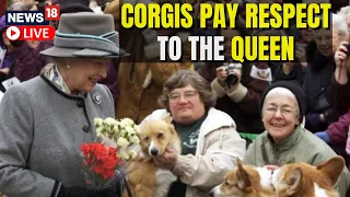 Queen Elizabeth Funeral 2022 Live | Corgis Pay Tribute To Queen Elizabeth II | English News LIVE