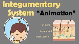 INTEGUMENTARY SYSTEM | Biology Animation