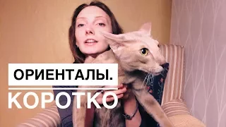 Ориентальная кошка. К чему готовиться. Дети и кошки. Очень активная/говорливая порода