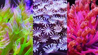 Flower Pot Corals: Different Varieties, Colors, and their Care