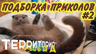 ЛУЧШИЕ ПРИКОЛЫ ЗА НЕДЕЛЮ ПРИКОЛЫ 2018 ОКТЯБРЬ ЛУЧШИЕ СМЕШНЫЕ ПРИКОЛЫ ПОДБОРКА #2