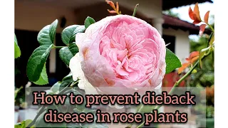 How I prevent DIEBACK DISEASE  in my rose plants during rainy season | Rose care tips