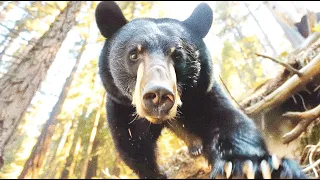 BLACK BEAR BLUFF CHARGE and 12 minute Standoff, Sequoia Kings Canyon National Park, #bear