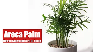 How to Care for Areca Palm Indoor - Areca Palm Houseplant