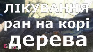 Лікуємо рану кори дерева