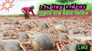 fishing videos || পুকুরে মাছ ধরার ভিডিও @LitanNupurvlogs #fishing #fishingvideo