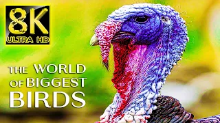 The World of Biggest Birds in 8K TV 60fps ULTRA HD | 8K Nature Sound with Relaxing Music