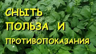 А вы думали это просто сорняк? Сныть полезные свойства и противопоказания.