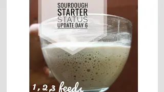 Whole wheat sourdough starter series update day 6