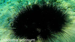 Diadema setosum (sea urchin)